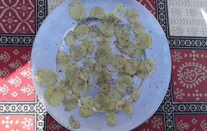 Organic-food-Mahostav-in-Udaipur-Rajasthan-India